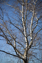 Birken Baum im winter mit blauen Himmel