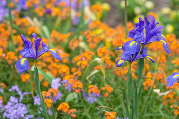 Purple iris and other flowers blooming in spring