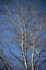 Birken Baum im winter mit blauen Himmel