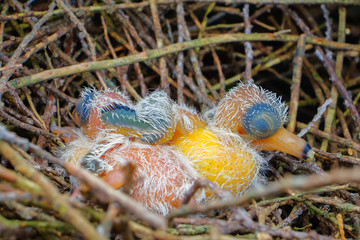 New hatch baby bird sleeping in nest in selective focus