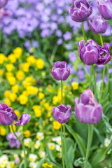 purple tulips in the garden