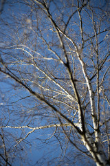 Birken Baum im winter mit blauen Himmel