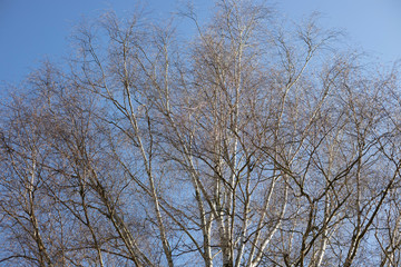 Birken Baum im winter mit blauen Himmel