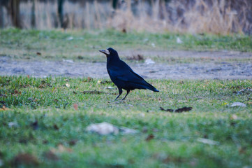 crow on grass