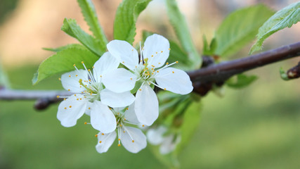 A branch of cherry with white flowers under the rays of the sun. Spring background..