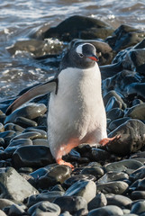  Gentoo Penguin, Antartica