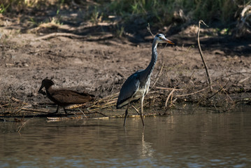 Egret in a lagoon, Kruger National Park, South Africa