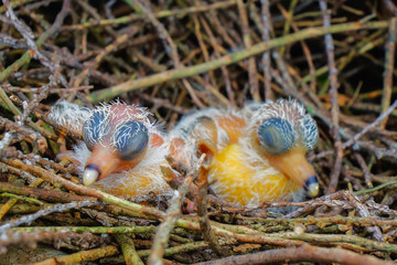 New hatch baby bird sleeping in nest in selective focus