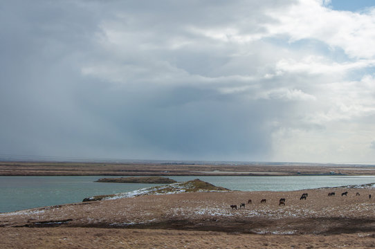Paysage islandais 