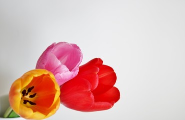 花　チューリップ　カラフル　屋内