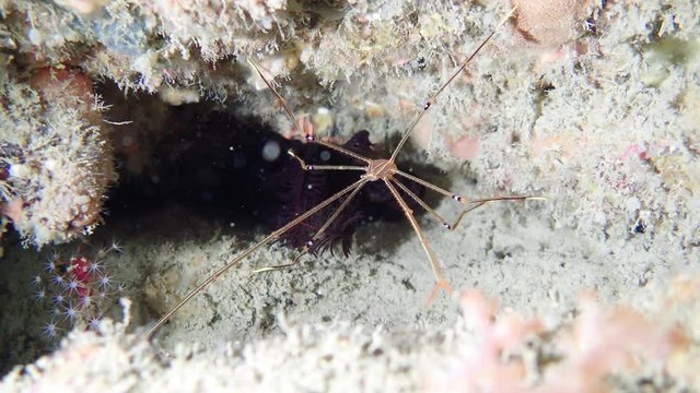 Ortmann Spider Crab supports the body in the sea with six legs.
