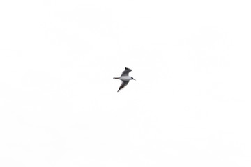 Flying bird on the white background. Beautiful seagull.