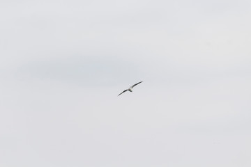 Fototapeta na wymiar Flying bird in the sky