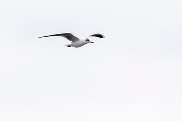 Flying bird in the sky. White background. Beautiful seagull
