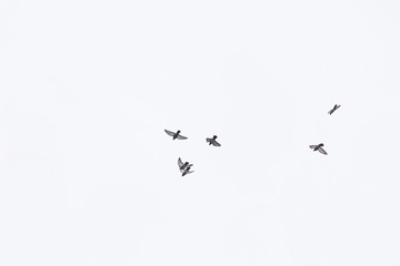 Flying birds in the white sky.