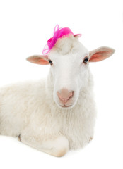 Fototapeta premium sheep sitting in a hat isolated