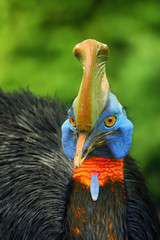 The southern cassowary (Casuarius casuarius), also known as double-wattled cassowary, Australian or two-wattled cassowary, portait with green background. Big casowary portait.