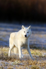 The Hudson Bay wolf (Canis lupus hudsonicus) subspecies of the wolf (Canis lupus) also known as the grey/gray wolf or arctic wolf. Young female in a frosty morning.