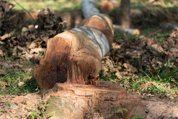 Fototapeta premium cutting down trees in the wild leading to reducing oxygen level and ecology environmental agriculture