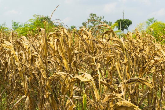 Dried corn stalks in a corn field