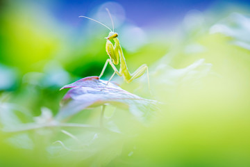 macro