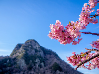 【静岡県伊豆の国市】満開の桜【城山桜】