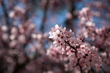 Cherry Blossom, spring it's coming