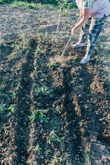 plant in the spring, sow peas, in the wells.burying seeds, planting vegetables in spring.
