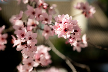 Cherry Blossom, spring it´s coming
