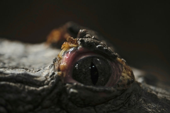 Crocodile eye