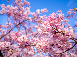 【静岡県伊豆の国市】満開の桜【城山桜】