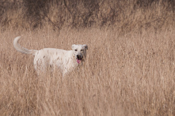 Obraz premium playful dog hiding through tall grass