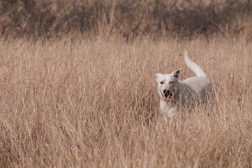 Obraz premium cute white dog hiding through tall grass