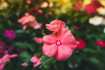 Pink watercress flowers