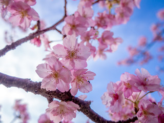 【静岡県伊豆の国市】満開の桜【城山桜】