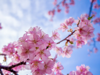 【静岡県伊豆の国市】満開の桜【城山桜】