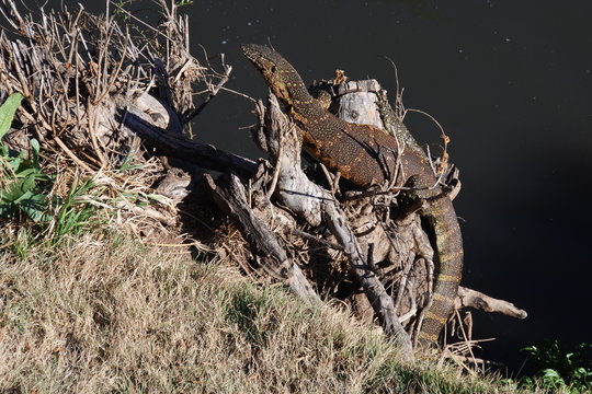 Nilwaran am Fluss in S&uuml;dafrika