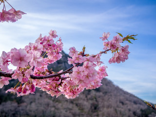 【静岡県伊豆の国市】満開の桜【城山桜】