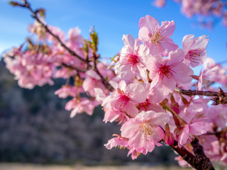 Obraz premium 【静岡県伊豆の国市】満開の桜【城山桜】