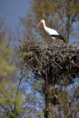  image of a stork on a nest