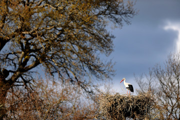 Fototapeta premium image of a stork on a nest