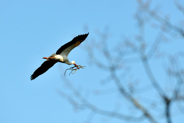  image of a stork in flight
