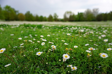 field of daisies in a park. main colors: green, white, yellow, light blue.