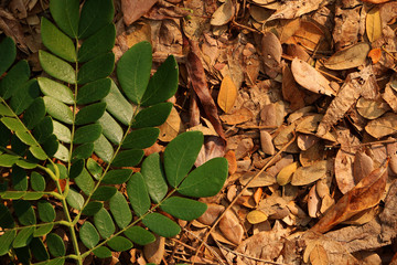 Green leaf and dried leaves on floor
