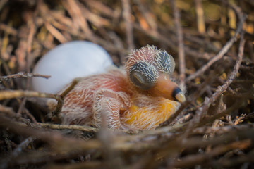 Egg and newborn babies hatch in the nest