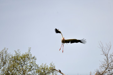  image of a stork in flight