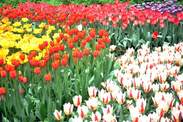 field of tulips