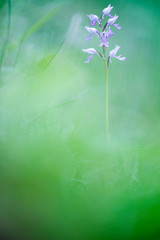Obraz na płótnie Canvas orchidea spontanea