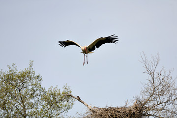  image of a stork in flight