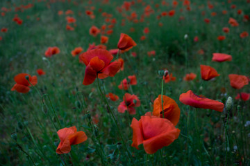 Obraz premium field of red poppies in a windy day